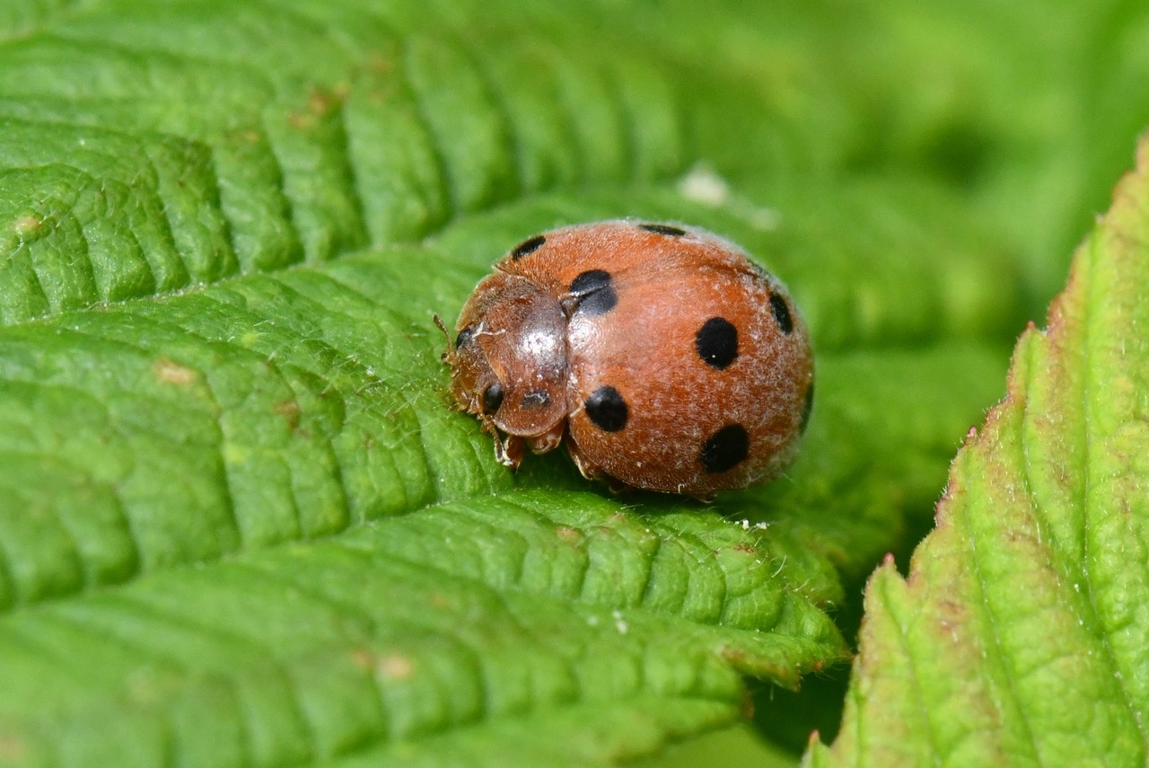 Henosepilachna argus (Geoffroy in Fourcroy, 1785) - Coccinelle de la Bryone