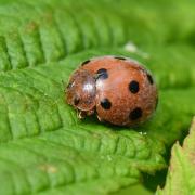 Henosepilachna argus (Geoffroy in Fourcroy, 1785) - Coccinelle de la Bryone