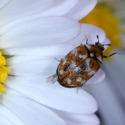 Anthrenus verbasci (Linnaeus, 1767) - Anthrène du Bouillon-blanc, Anthrène des Tapis