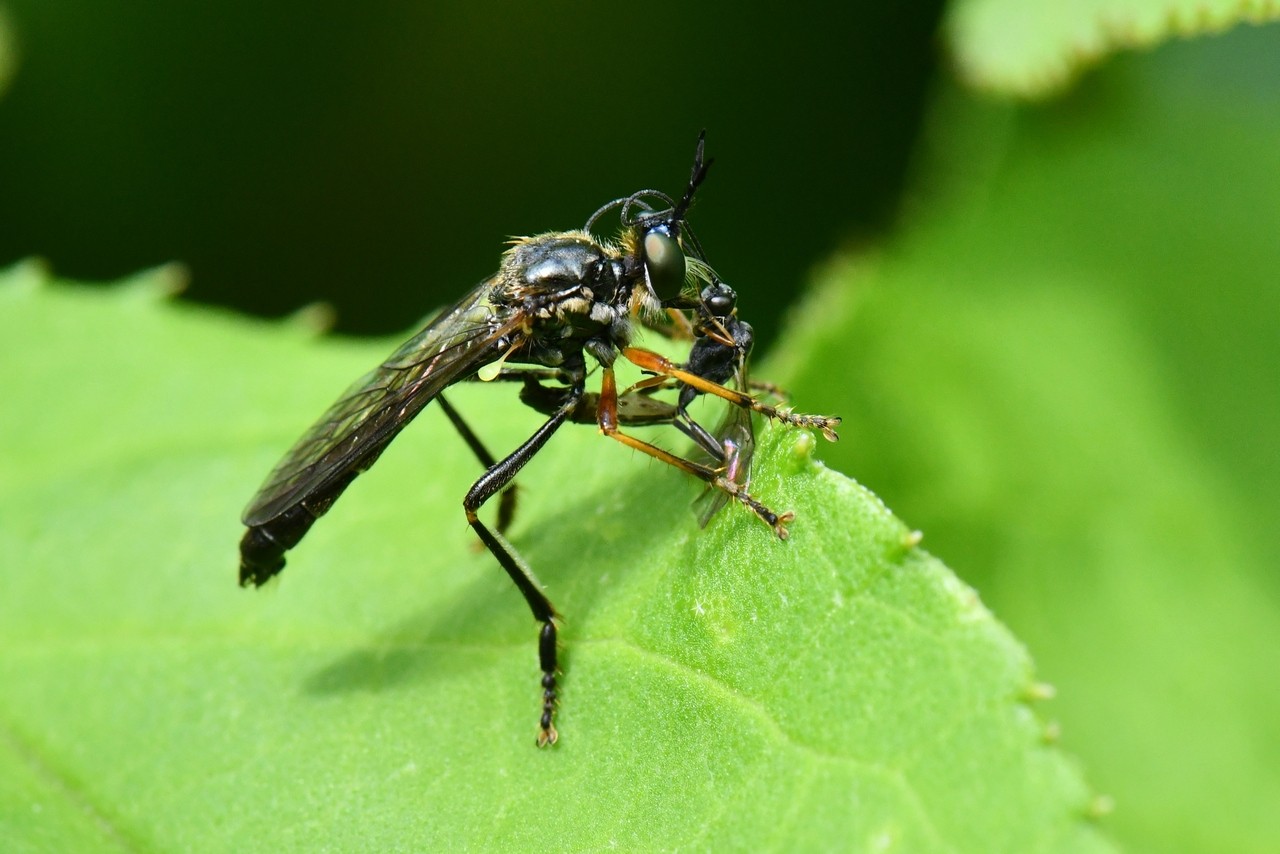 Dioctria rufipes (De Geer, 1776)