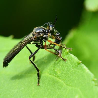 Dioctria rufipes (De Geer, 1776)