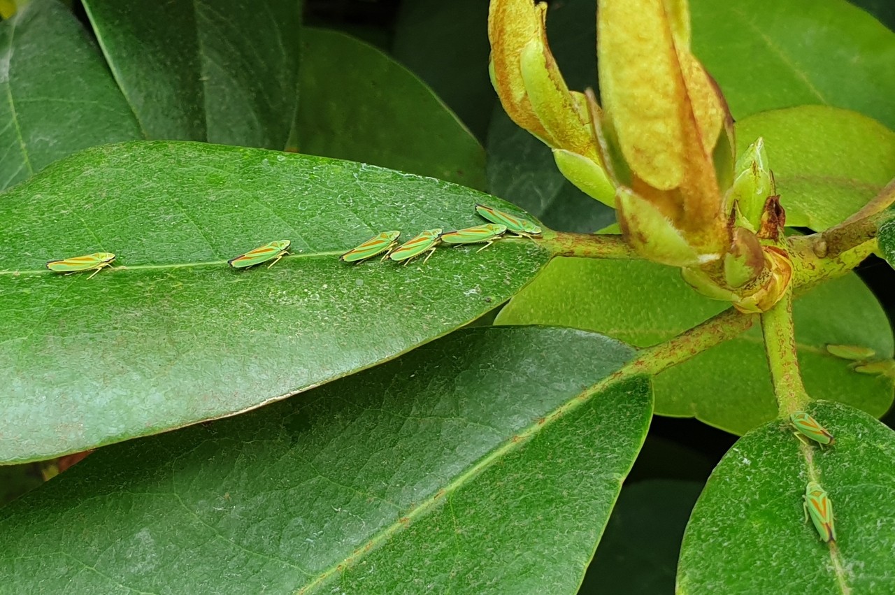 Graphocephala fennahi - Young, 1977 - Cicadelle du Rhododendron