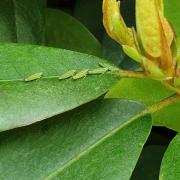 Graphocephala fennahi - Young, 1977 - Cicadelle du Rhododendron