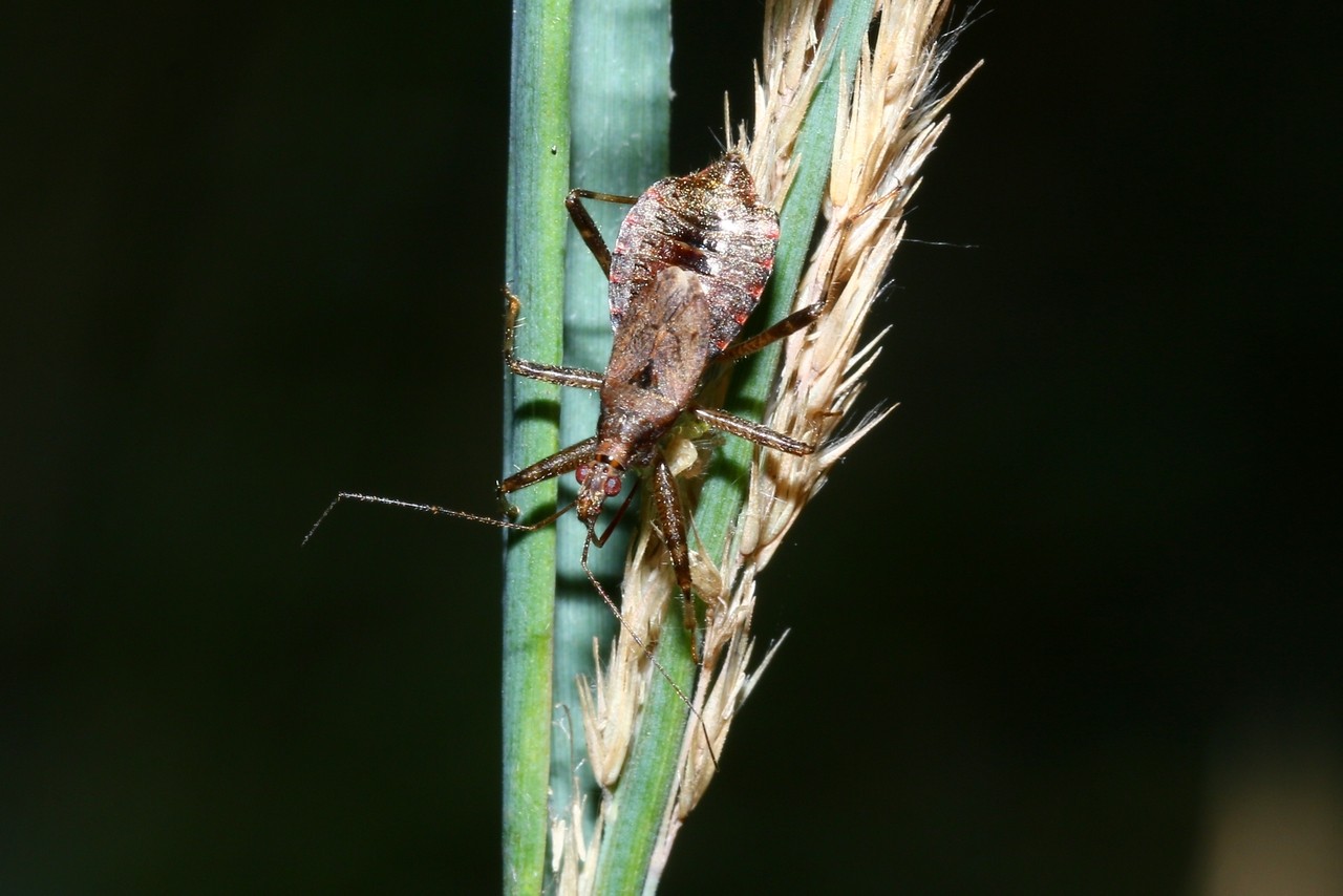 Himacerus apterus (Fabricius, 1798)