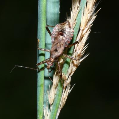 Himacerus apterus (Fabricius, 1798)