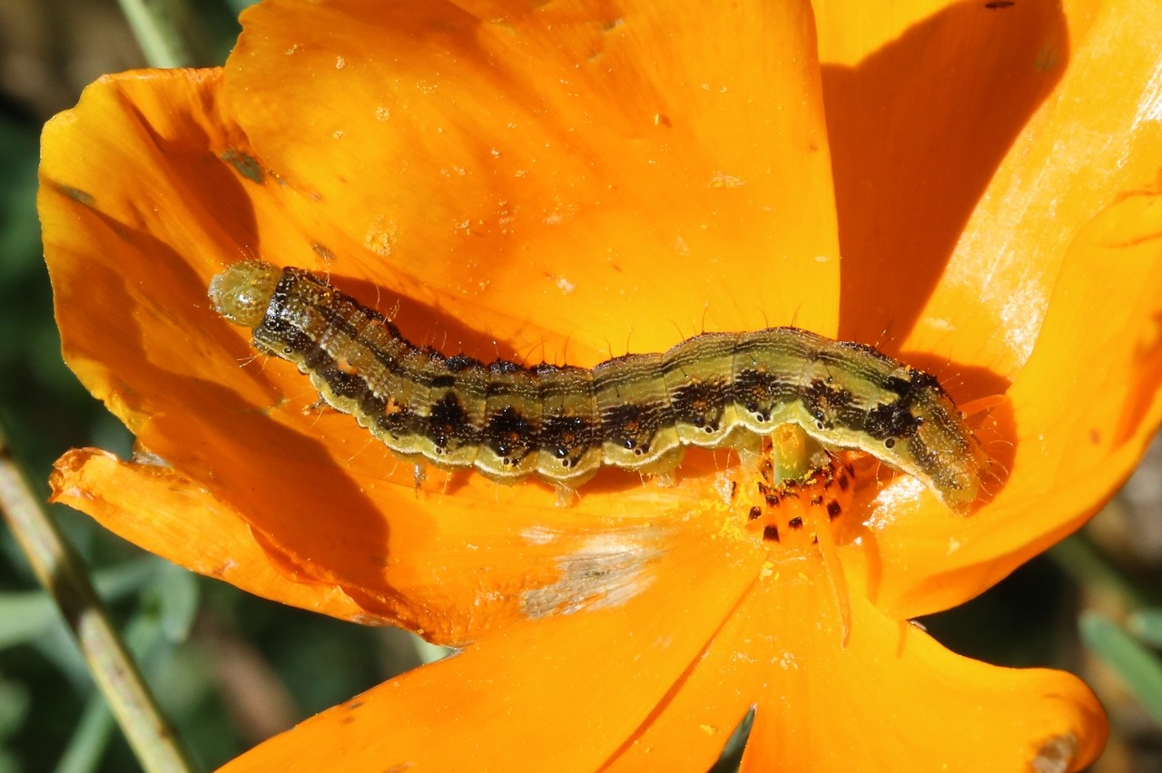 Helicoverpa armigera (Hübner, 1808) - Noctuelle de la Tomate, Armigère (chenille)