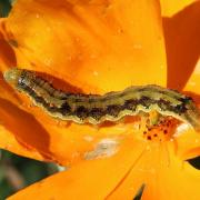 Helicoverpa armigera (Hübner, 1808) - Noctuelle de la Tomate, Armigère (chenille)