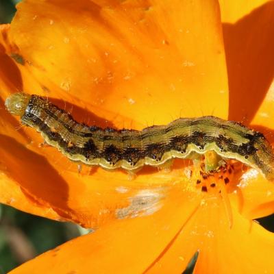 Helicoverpa armigera (Hübner, 1808) - Noctuelle de la Tomate, Armigère (chenille)