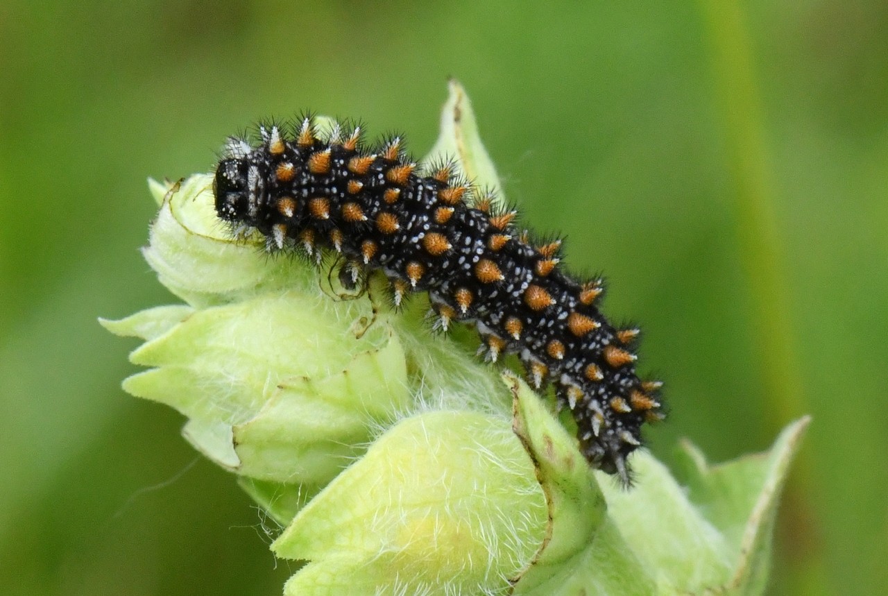 Melitaea athalia (Rottemburg, 1775) - Mélitée du Mélampyre, Damier Athalie (chenille)