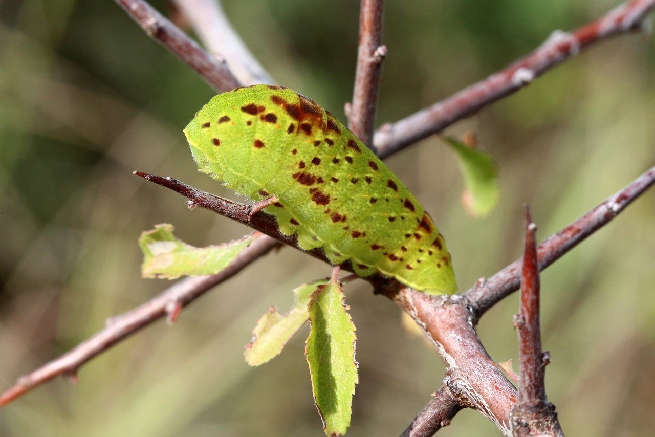 Iphiclides podalirius (Linnaeus, 1758) - Le Flambé (chenille)