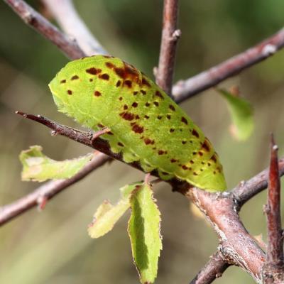 Iphiclides podalirius (Linnaeus, 1758) - Le Flambé (chenille)