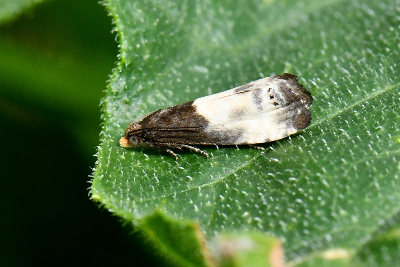 Notocelia cynosbatella (Linnaeus, 1758)