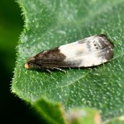 Notocelia cynosbatella (Linnaeus, 1758)