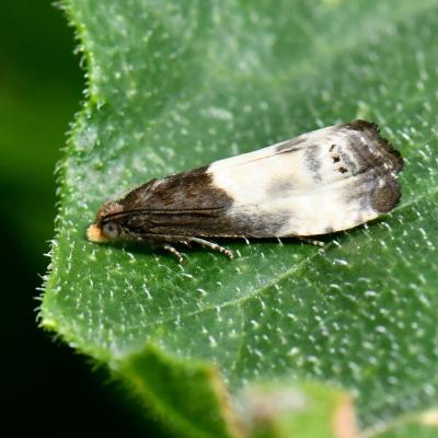 Notocelia cynosbatella (Linnaeus, 1758)