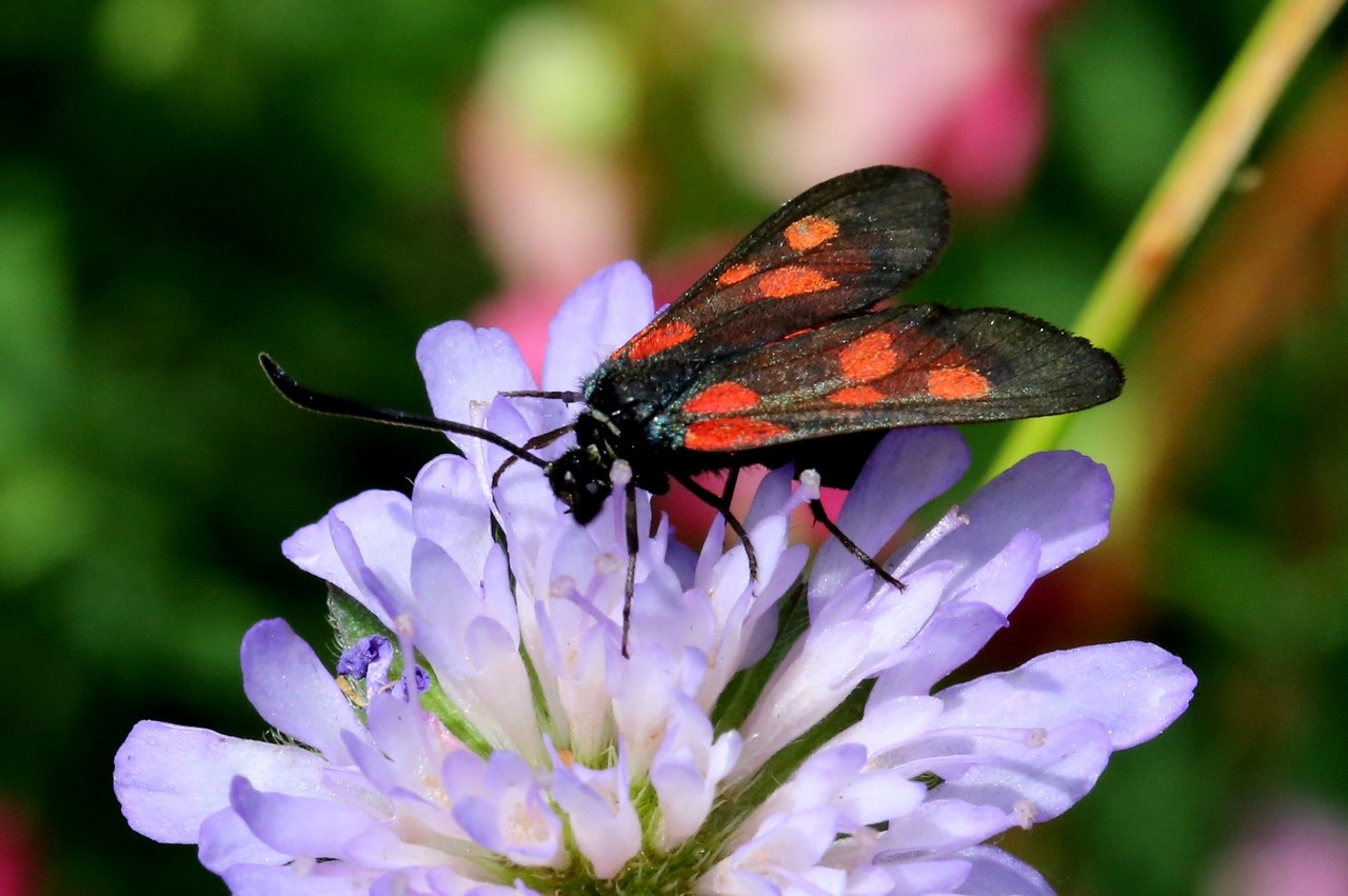 Zygaena viciae (Denis & Schiffermüller, 1775) - Zygène des Thérésiens, de la Jarosse