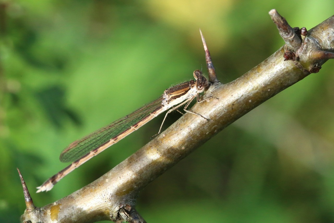 Sympecma fusca (Vander Linden, 1820) - Leste brun, Brunette hivernale (femelle)