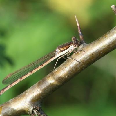 Sympecma fusca (Vander Linden, 1820) - Leste brun, Brunette hivernale (femelle)