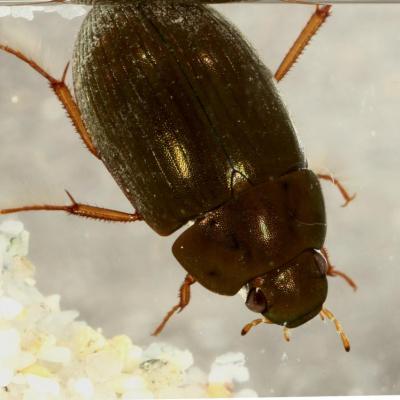 Coleoptera hydrophilidae hydrobius fuscipes 29 mars 2014 img 4573 95